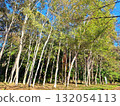 Forest 132054113