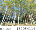 Birch forest that shines in the blue sky 132054114