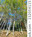 White birch 132054115
