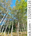 White birch forest 132054116