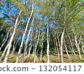 White birch forest 132054117