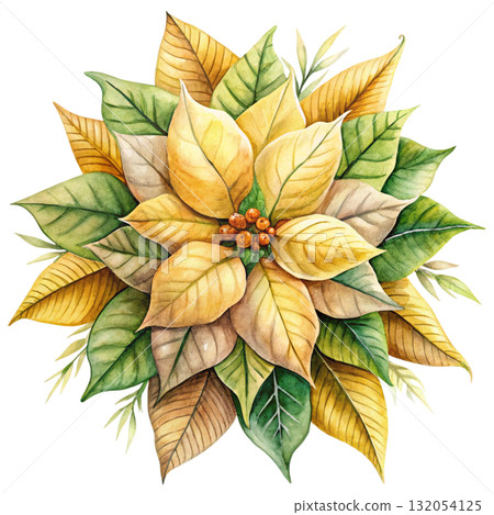 watercolor illustration of a pink and white poinsettia flower 132054125