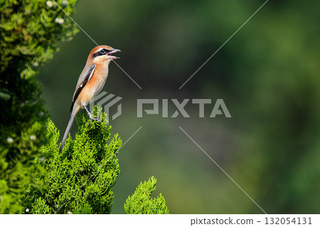 A male shrike heralds the arrival of autumn A male shrike heralds the arrival of autumn 132054131