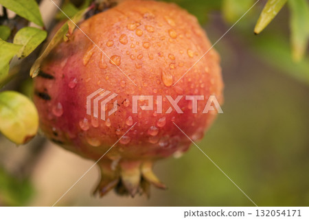 pomegranate hanging from the tree with drops of water from rain pomegranate hanging from the tree with drops of water from rain 132054171