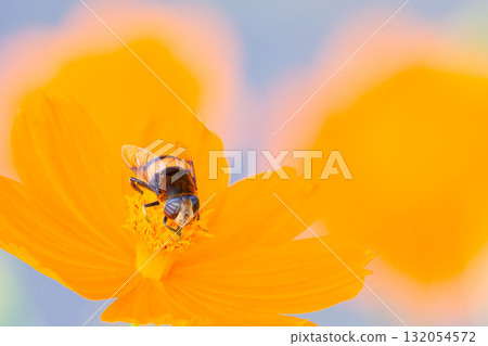 A female hoverfly sucking nectar from a yellow cosmos flower 132054572