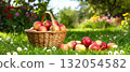 Fresh red apples in big wicker basket on the ground in garden in sunny August day, selective focus. 132054582