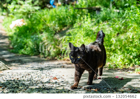<廣島縣>丘陵小鎮尾道 <廣島縣>丘陵小鎮尾道 132054662