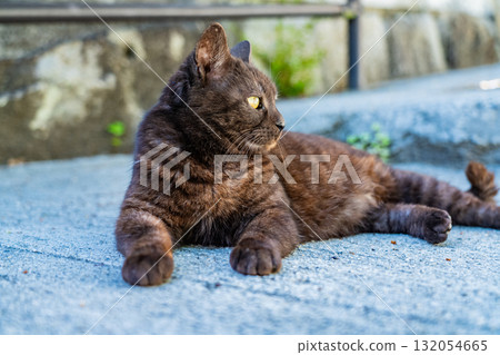 <廣島縣>丘陵小鎮尾道 132054665