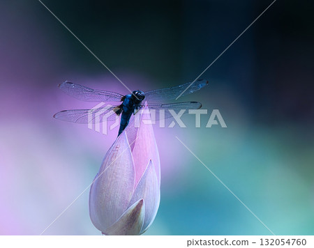 The dragonfly that fits in the lotus bud 132054760