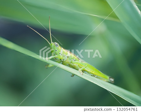 Grasshopper stagnating in the leaves Grasshopper stagnating in the leaves 132054761