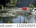 A cluster amaryllis blooming at the water's edge 132054929