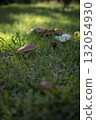 Small mushrooms 132054930