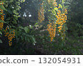 Yellow buttercup flower 132054931