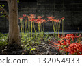 Landscape with cluster amaryllis 132054933
