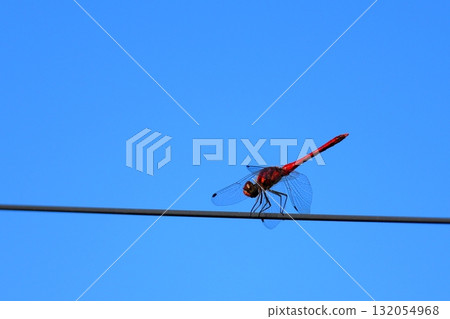 A dragonfly resting its wings (Daily Life) 132054968