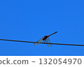A dragonfly resting its wings (Daily Life) 132054970