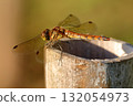 A dragonfly resting its wings (Daily Life) 132054973