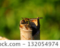 A dragonfly resting its wings (Daily Life) 132054974