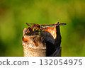 A dragonfly resting its wings (Daily Life) 132054975