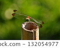 A dragonfly resting its wings (Daily Life) 132054977