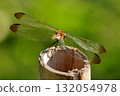 A dragonfly resting its wings (Daily Life) 132054978
