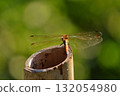 A dragonfly resting its wings (Daily Life) 132054980