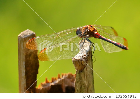 A dragonfly resting its wings (Daily Life) A dragonfly resting its wings (Daily Life) 132054982