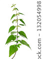 Nettle plant isolated on white background. Green common nettle, burn nettle, stinging nettle or Urtica dioica. Medicinal and culinary herb. Clipping path. 132054998
