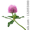 Clover flower isolated on white background. Pink clover on a stem with green leaves. Medicinal herb. 132055000
