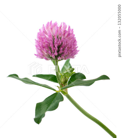 Clover flower isolated on white background. Pink clover on a stem with green leaves. Medicinal herb. 132055000