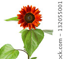 Red sunflower with green leaves, isolated on white background. Decorative sunflower flower. Clipping path. 132055001