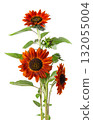 Red sunflower with green leaves, isolated on white background. Decorative sunflower flower. Clipping path. 132055004