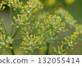 佛羅倫斯茴香花和雨滴 132055414