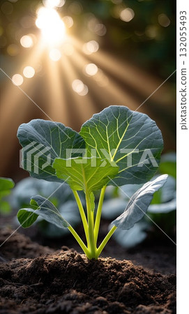 Bright sunlight illuminates a young vegetable plant, showcasing its vibrant green leaves against rich dark soil in a garden setting Bright sunlight illuminates a young vegetable plant, showcasing its vibrant green leaves against rich dark soil in a garden setting 132055493