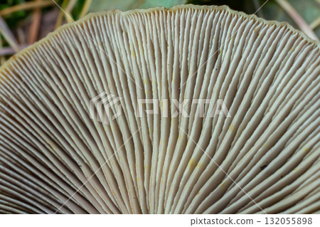 Close-up view of mushroom gills, linear patterns in soft creamy tones, copy space Close-up view of mushroom gills, linear patterns in soft creamy tones, copy space 132055898