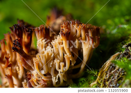 The genus Ramaria comprises approximately 200 species of coral fungi. Several, such as Ramaria flava, are edible, though they are easily confused with several mildly poisonous species The genus Ramaria comprises approximately 200 species of coral fungi. Several, such as Ramaria flava, are edible, though they are easily confused with several mildly poisonous species 132055900