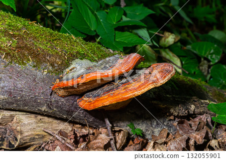 Fomitopsis pinicola, is a stem decay fungus common on softwood and hardwood trees. Its conk fruit body is known as the red-belted conk. The species is common throughout temperate Europe and Asia 132055901