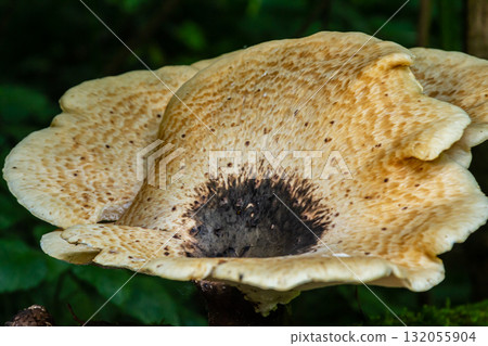 Cerioporus squamosus, also known as Pheasant's back mushrooms and dryad's saddle, is a basidiomycete bracket fungus found growing on dead trees Cerioporus squamosus, also known as Pheasant's back mushrooms and dryad's saddle, is a basidiomycete bracket fungus found growing on dead trees 132055904