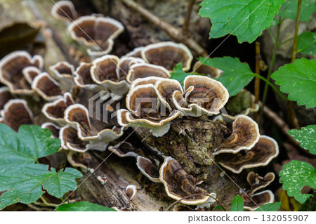 Clusters of Trametes fungi thrive on decaying wood in a lush forest setting, showcasing intricate patterns and natural colors during a sunny afternoon 132055907