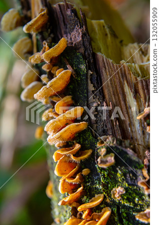 Hairy Bracket fungi display vibrant colors on decaying wood in a lush forest during the early morning light Hairy Bracket fungi display vibrant colors on decaying wood in a lush forest during the early morning light 132055909