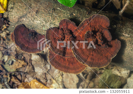 Close-up view of Hymenochaete rubiginosa on a fallen log in a forest environment showcasing its distinct reddish-brown coloration and texture Close-up view of Hymenochaete rubiginosa on a fallen log in a forest environment showcasing its distinct reddish-brown coloration and texture 132055911