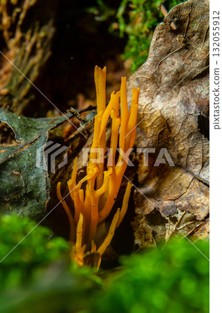 Bright yellow Calocera viscosa emerging from the forest floor, showcasing its unique coral-like structure among moss and leaves Bright yellow Calocera viscosa emerging from the forest floor, showcasing its unique coral-like structure among moss and leaves 132055912