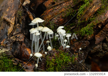 Close-up view of Parmelia sulcata and Hemimycena delectabilis growing on a decaying log in a temperate forest during early autumn 132055914