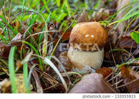 Coprinellus disseminatus and Boletus bulbosus mushrooms growing in a forest during autumn in natural surroundings Coprinellus disseminatus and Boletus bulbosus mushrooms growing in a forest during autumn in natural surroundings 132055915