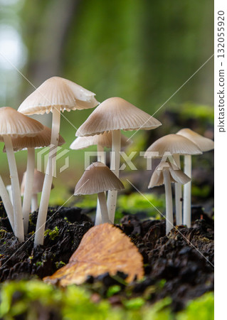 Delicate fungi showcasing Amanita phalloides and Mycena galericulata amidst lush greenery during an afternoon in a serene woodland setting Delicate fungi showcasing Amanita phalloides and Mycena galericulata amidst lush greenery during an afternoon in a serene woodland setting 132055920