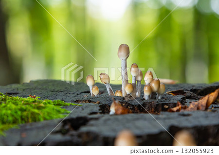 Mushrooms grow from decaying wood surrounded by vibrant green moss in a lush forest environment during spring 132055923