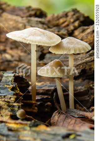 Mushrooms growing on decaying wood in a forest during the early morning hours revealing delicate caps and slender stems Mushrooms growing on decaying wood in a forest during the early morning hours revealing delicate caps and slender stems 132055928