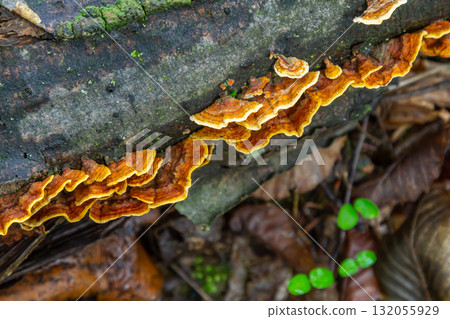 Exotic fungi thrive on decaying wood in a lush forest, showcasing vibrant colors and intricate textures typical of Amanita phalloides and Hymenochaete rubiginosa Exotic fungi thrive on decaying wood in a lush forest, showcasing vibrant colors and intricate textures typical of Amanita phalloides and Hymenochaete rubiginosa 132055929