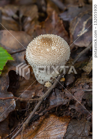 A detailed view of a Lycoperdon perlatum mushroom, also known as the common puffball, sitting on the forest floor. Its textured, round shape contrasts with the earthy surroundings 132055930