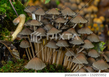 A variety of mushrooms are currently growing on a tree stump A variety of mushrooms are currently growing on a tree stump 132055932